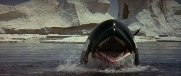 Orca : photo